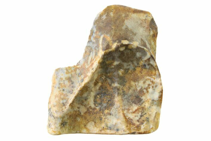 Fossil Dinosaur (Triceratops) Shed Tooth - Montana #339791